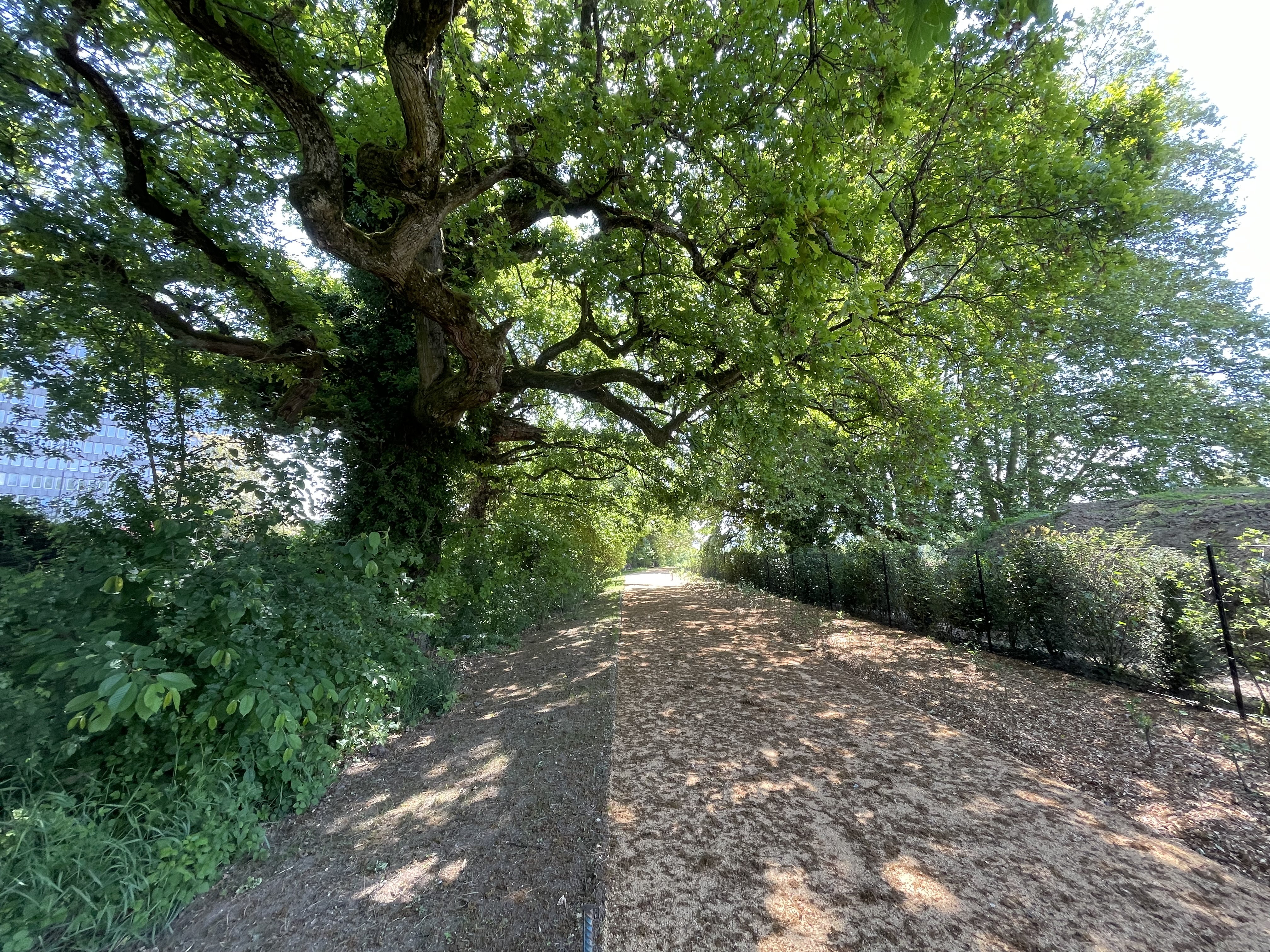 Promenade de la Paix - Cours des Nobel