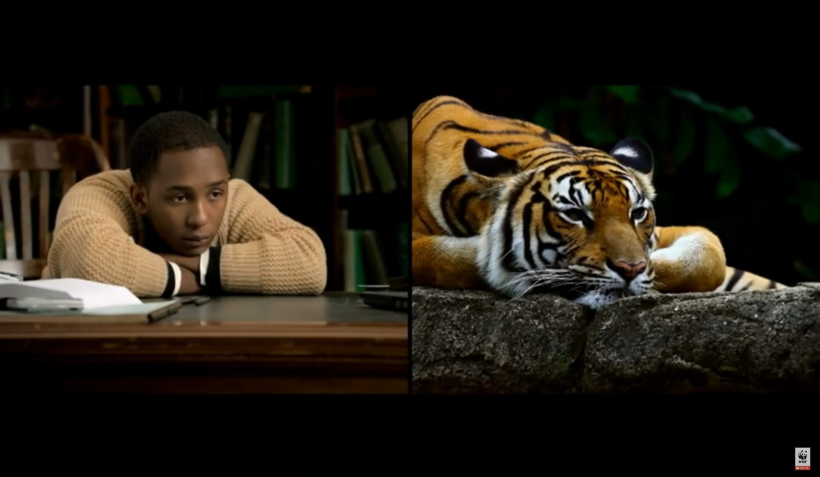 wwf_video.jpg