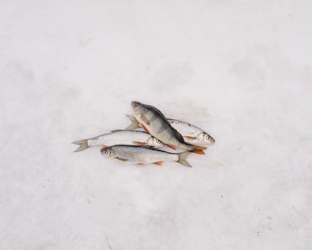 Photographer Nanna Heitmann immortalized those fish caught by ice fishermen in Siberia, Russia, in 2019