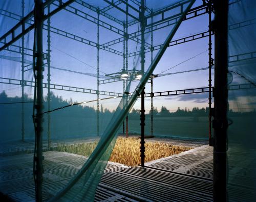 This environment installation entitled "Cube" is a tribute to wheat cultivation and was created by artist Ilkka Halso